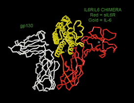 chimera Interleukin-6 molecule
